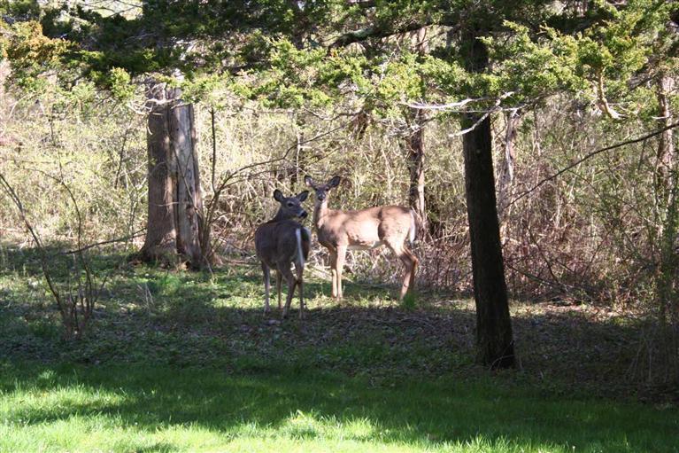 88 Pochet Road Orleans, MA 02653 - Photo 21 of 22 a view of a yard with a tree