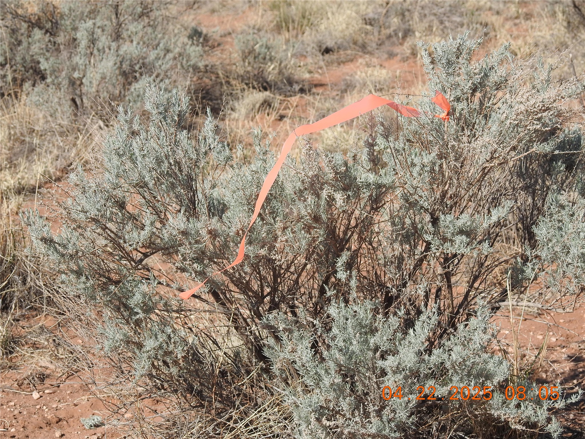 0 Canilla Loop Belen, NM 87002 - Photo 10 of 20