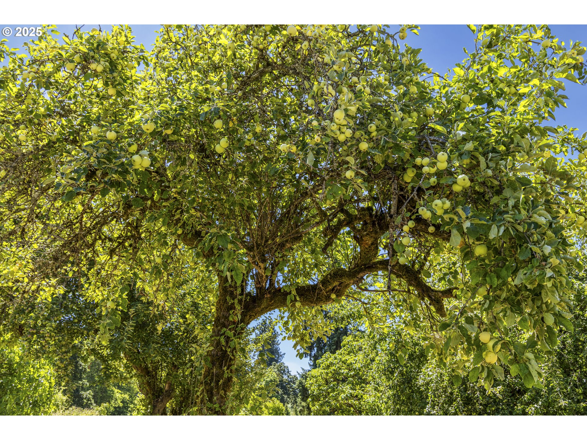 23851 Schultz Road Northeast Aurora, OR 97002 - Photo 40 of 48