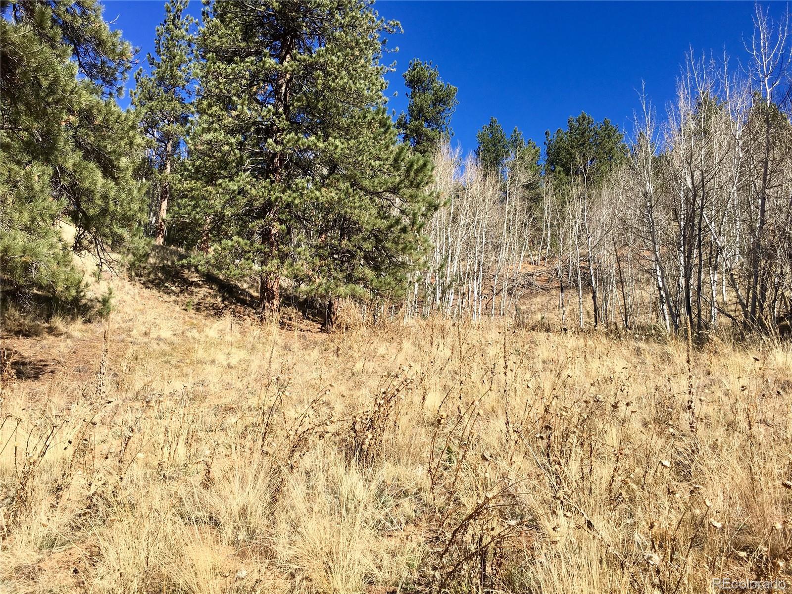 502 Gross Road Bailey, CO 80421 - Photo 7 of 14 a view of a yard with large trees
