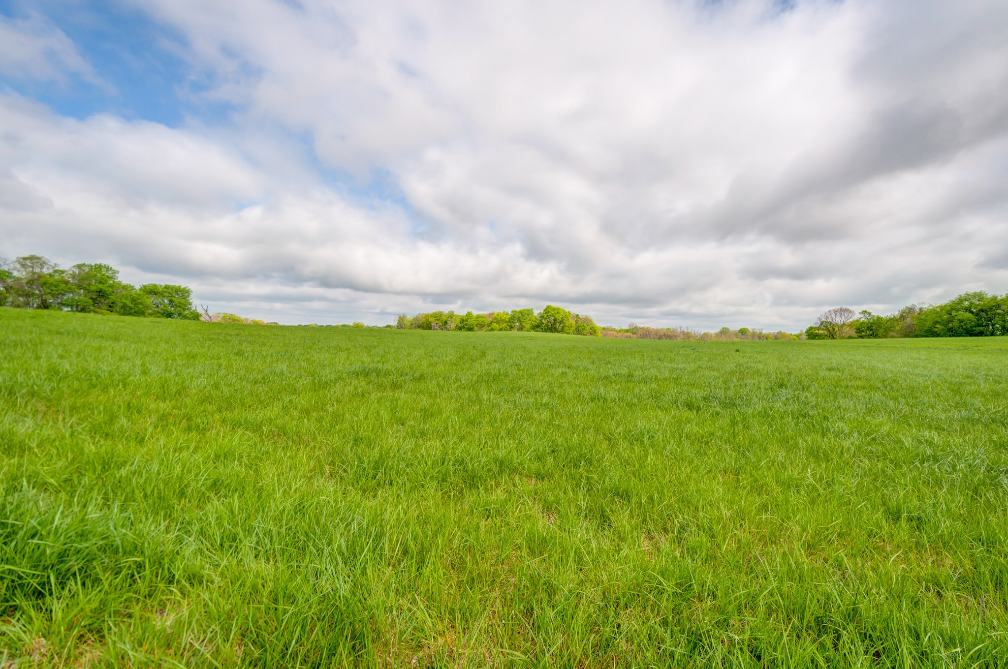 2348 Tom Fitzgerald Road Columbia, TN 38401 - Photo 13 of 47 a view of a big yard with plants and large trees