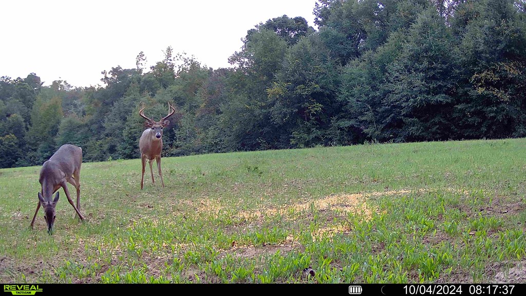 62/ Cty Road Coleman, GA 39836 - Photo 3 of 58