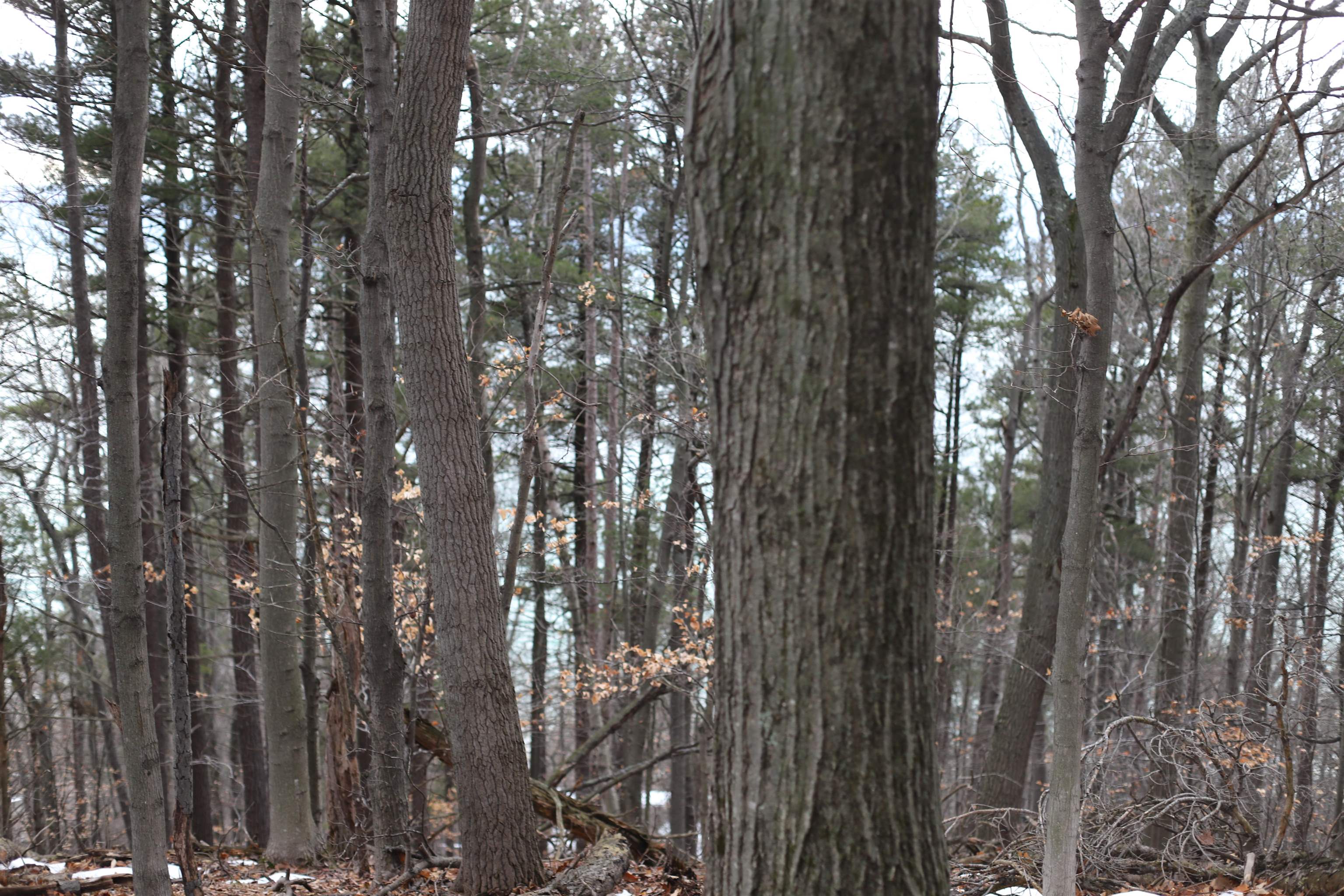 Lot 5 Crystal View Common Frankfort, MI 49635 - Photo 3 of 15