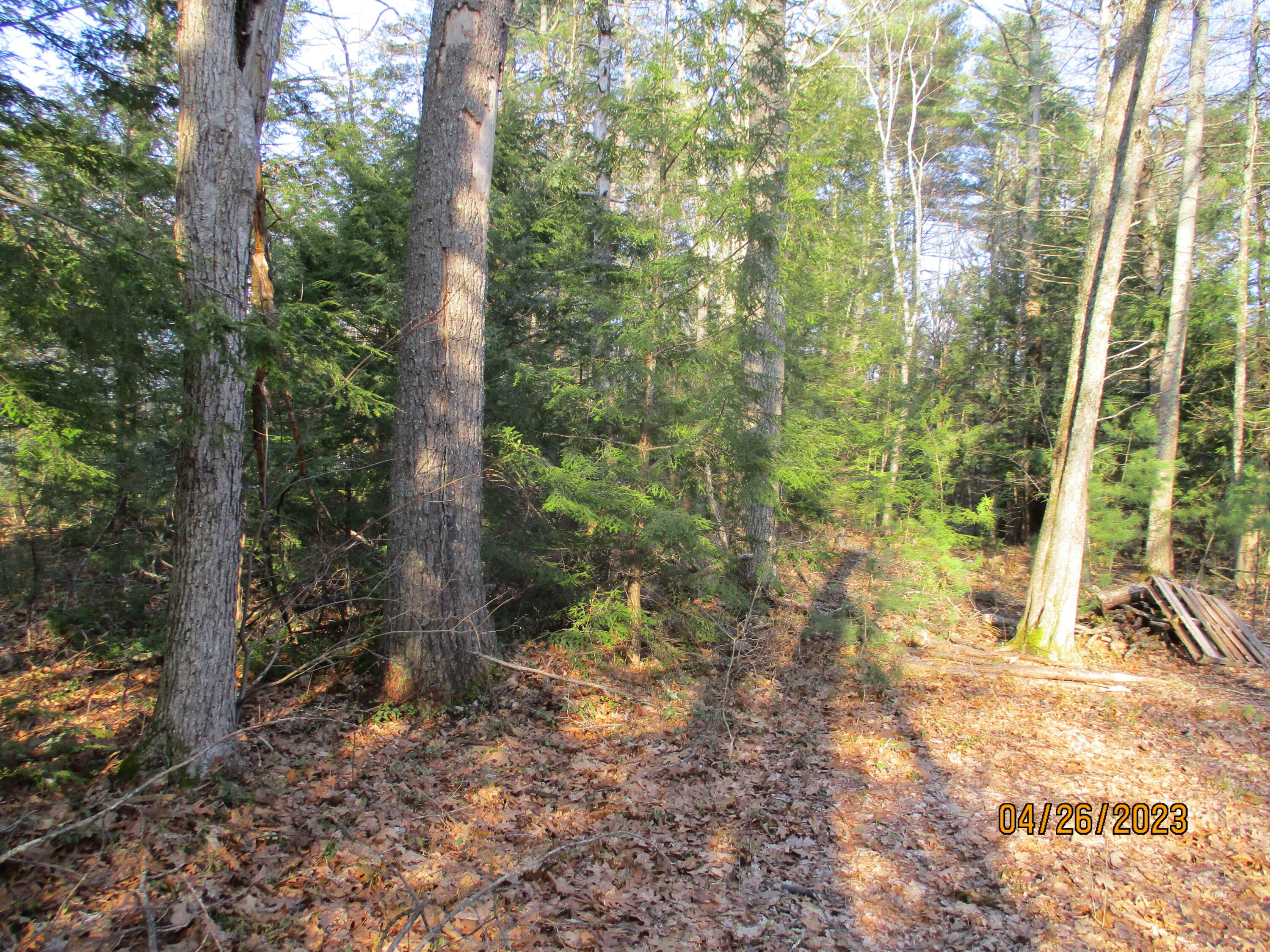 0 Cheney Woods Map 24 Road Wells, ME 04090 - Photo 5 of 8 IMG_0619