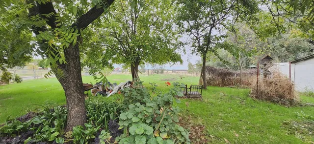 a view of a garden with a tree