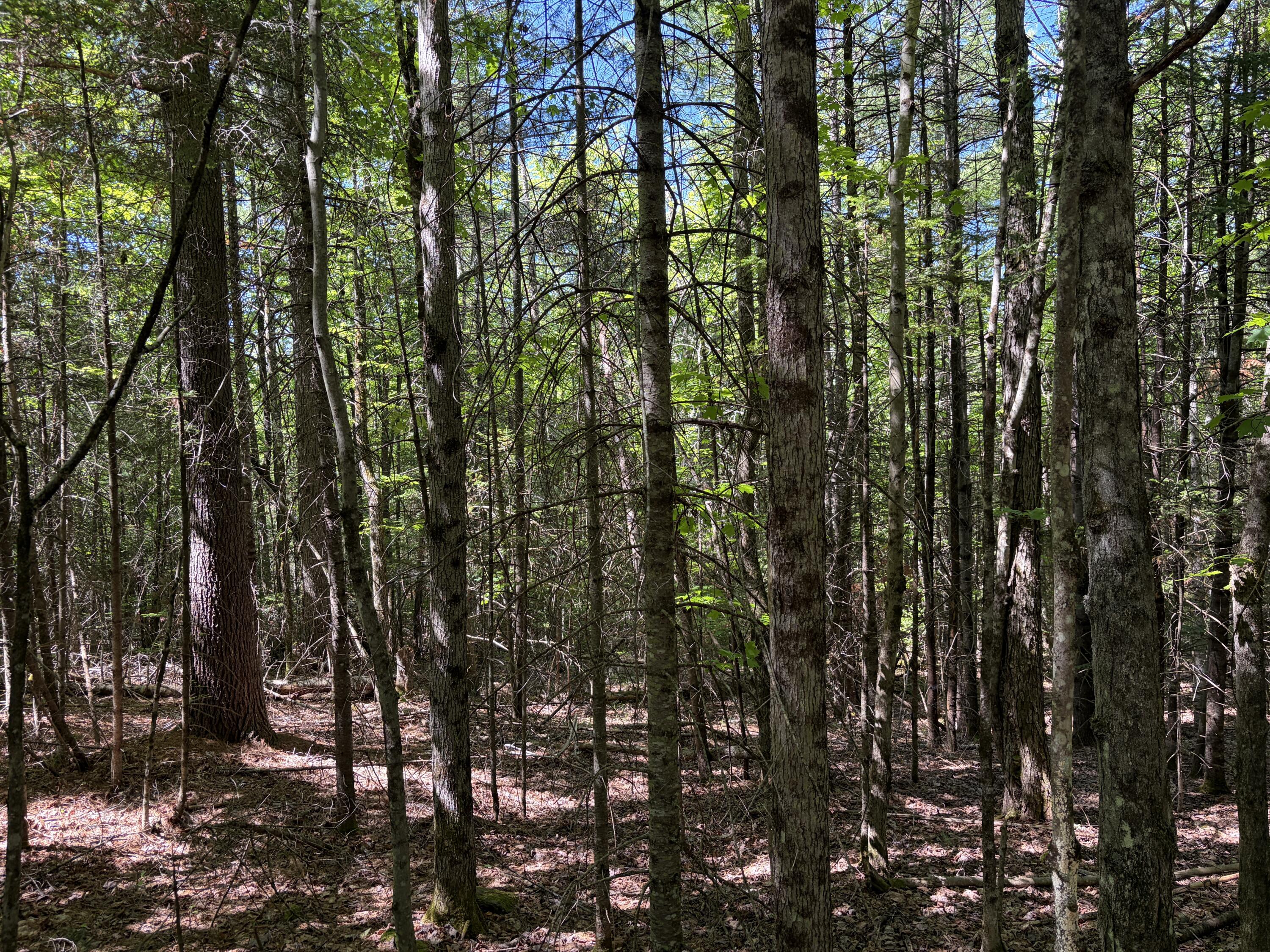 Lot 4 Holley Road Farmington, ME 04938 - Photo 7 of 18 IMG_7965