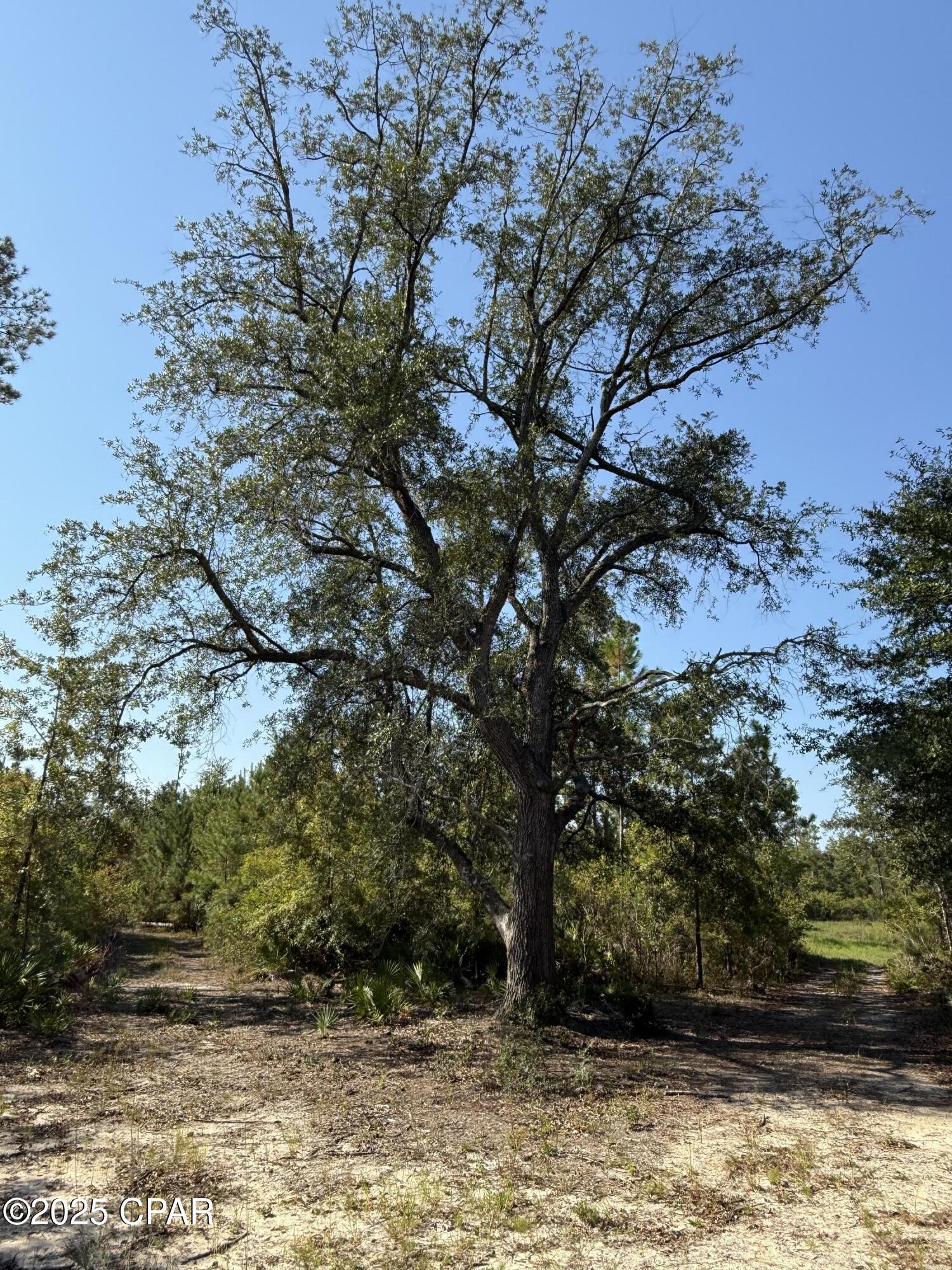 0 Hasty Pond Road Marianna, FL 32448 - Photo 28 of 41