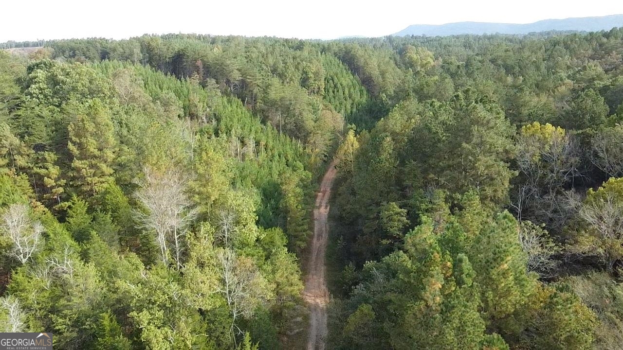 0 Possum Hollow Road Ranger, GA 30139 - Photo 2 of 13 a view of a forest with a street