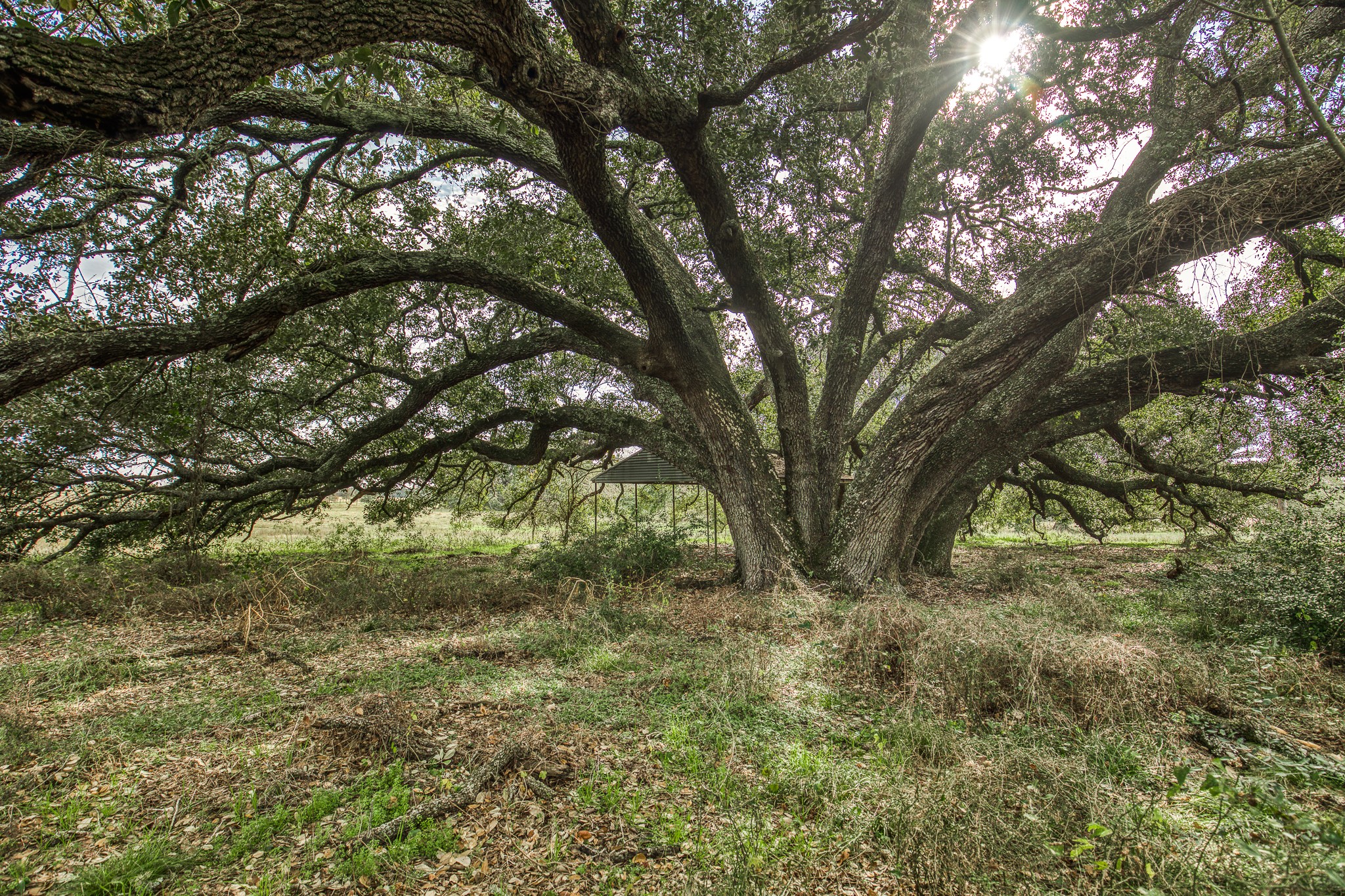 0 Mt Vernon Road Brenham, TX 77833 - Photo 2 of 11 a view of forest