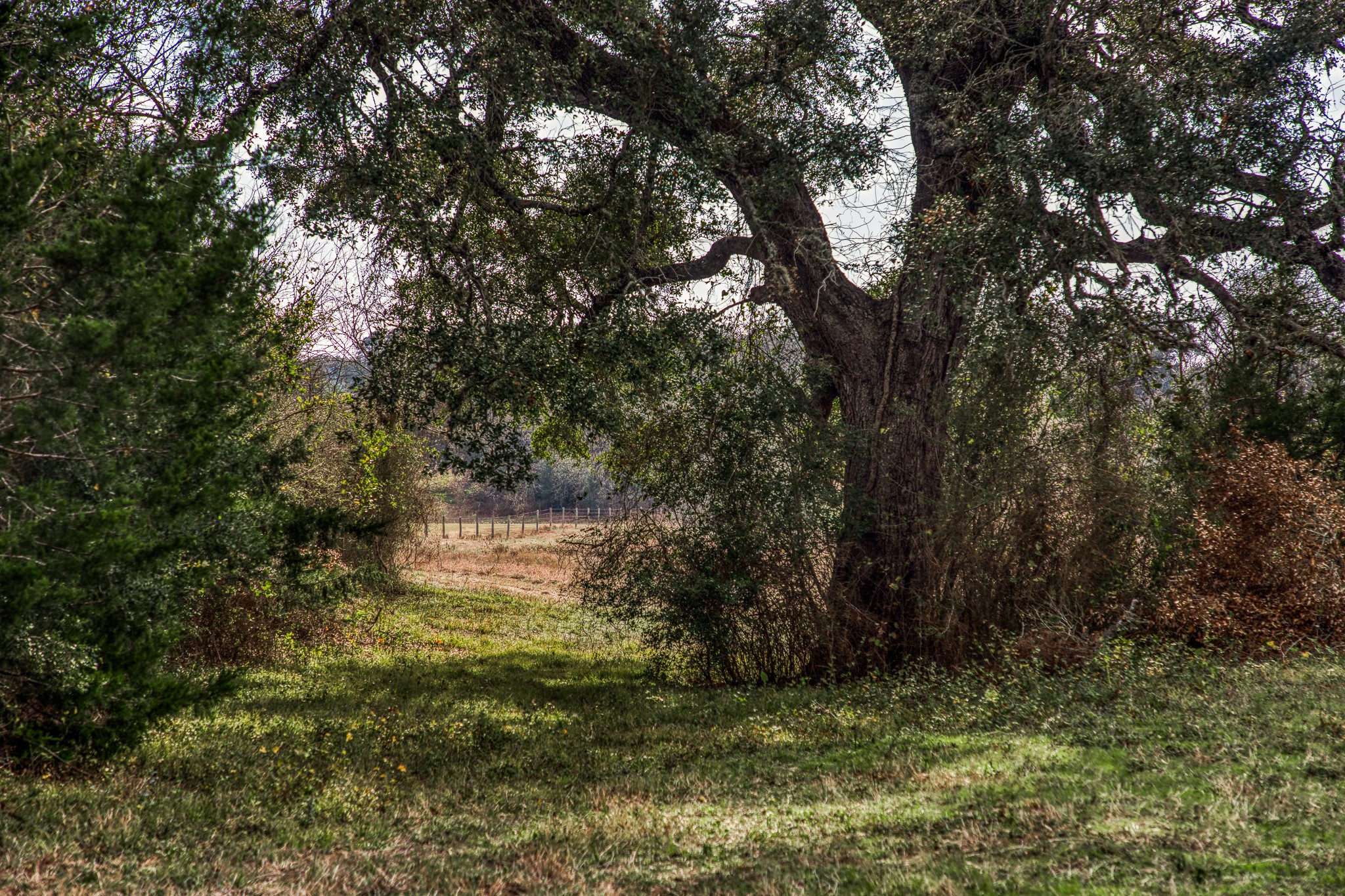 0 Mt Vernon Road Brenham, TX 77833 - Photo 7 of 11 a view of a back yard