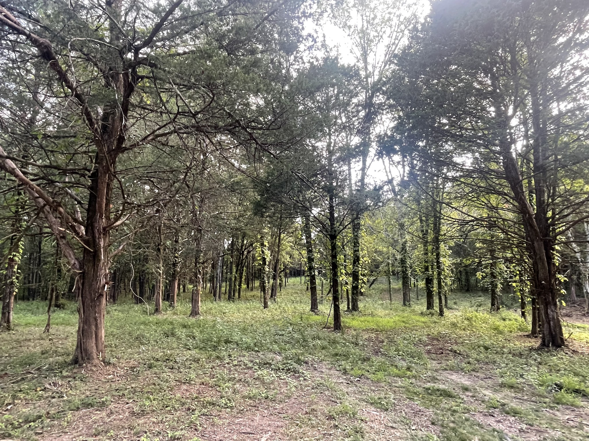 0 Atkinson Road Lebanon, TN 37090 - Photo 3 of 3 a view of a forest filled with trees