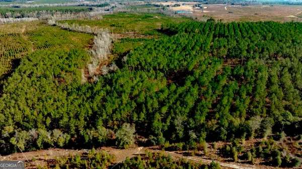 a view of a bunch of trees and bushes