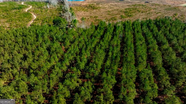 a view of a lush green forest