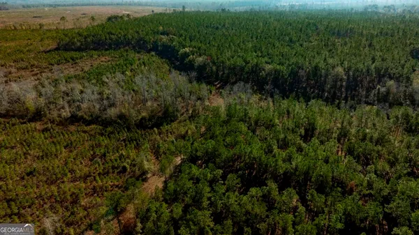 a view of a lush green forest with lots of trees