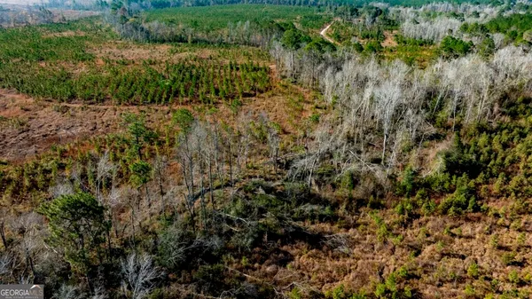 a view of a forest with a tree
