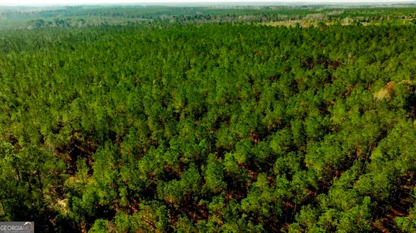 a view of a lush green forest with lots of trees