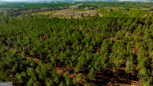 a view of a lush green forest with lots of trees