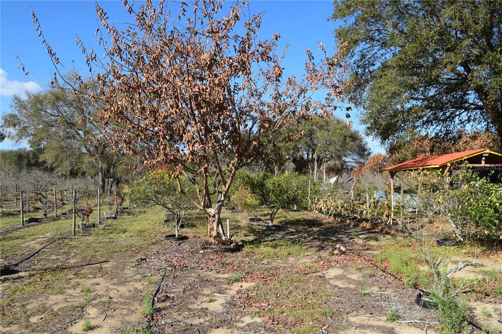 7901 North Cherry Lake Groves Road Groveland, FL 34736 - Photo 37 of 76