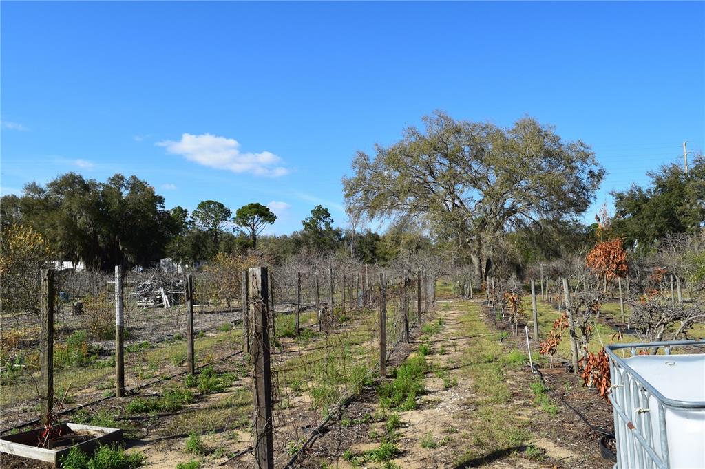 7901 North Cherry Lake Groves Road Groveland, FL 34736 - Photo 38 of 76