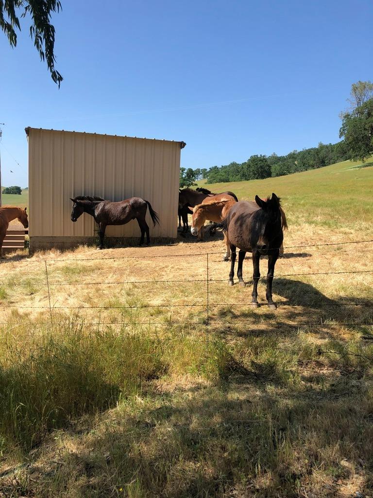 1172 Hodson Road Copperopolis, CA 95228 - Photo 18 of 94