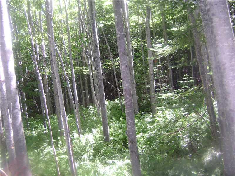 44 Attean Road Jackman, ME 04945 - Photo 2 of 7 Land.