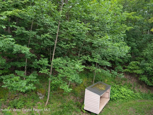 a view of a yard in a forest