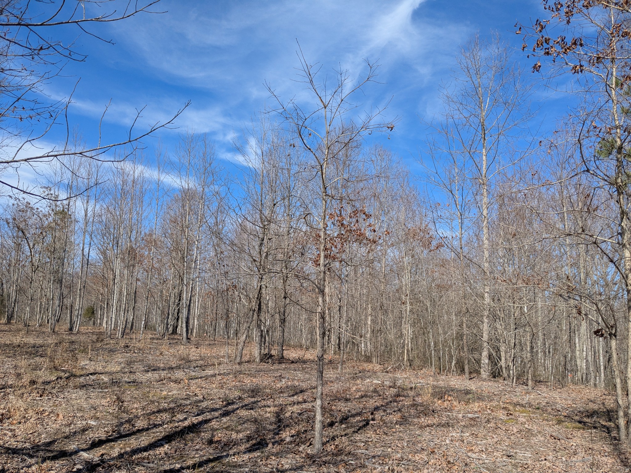 264 Baptist Branch Road Mount Pleasant, TN 38474 - Photo 18 of 44 Gallery Image 18