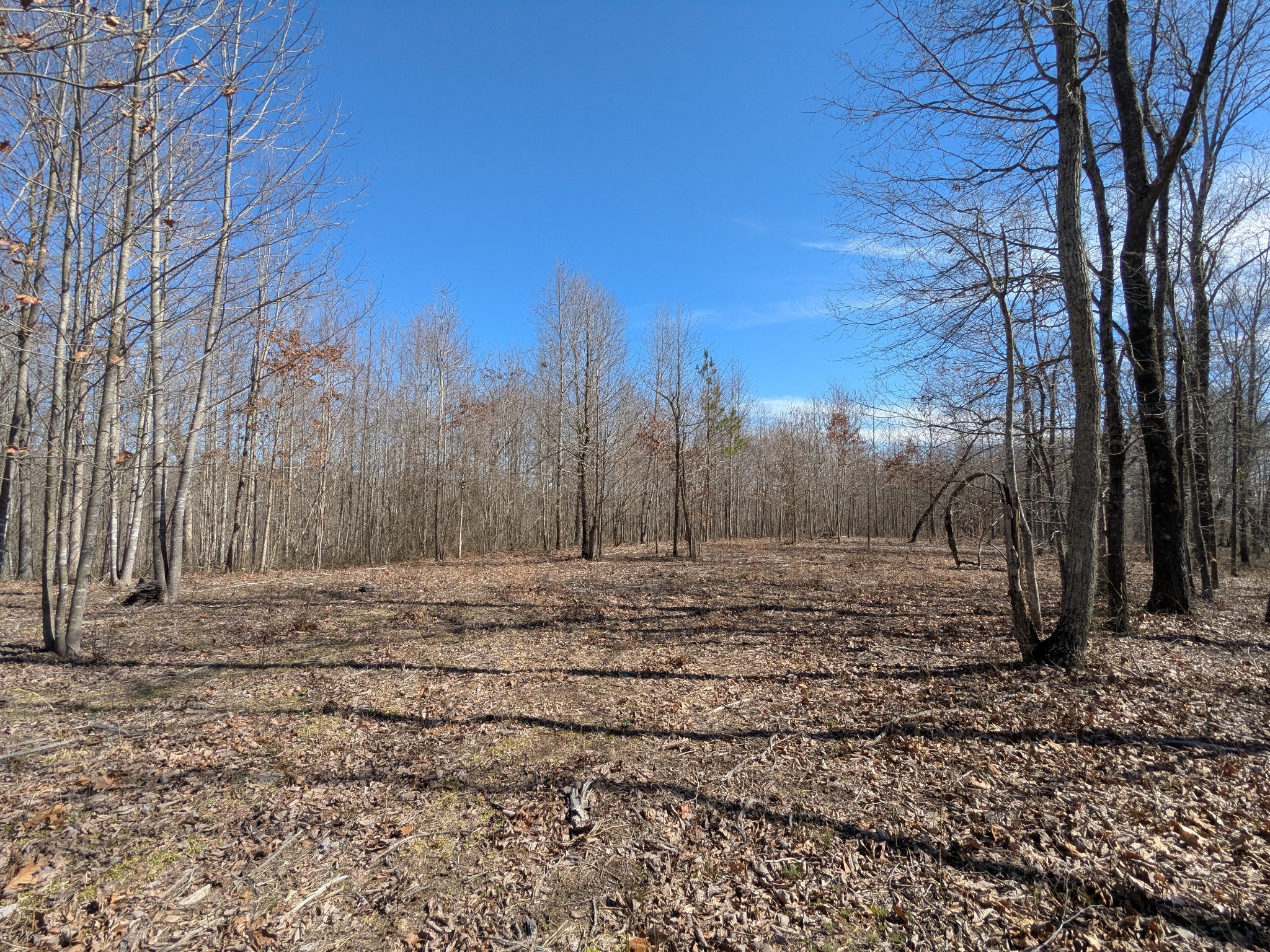 264 Baptist Branch Road Mount Pleasant, TN 38474 - Photo 2 of 44 Gallery Image 2