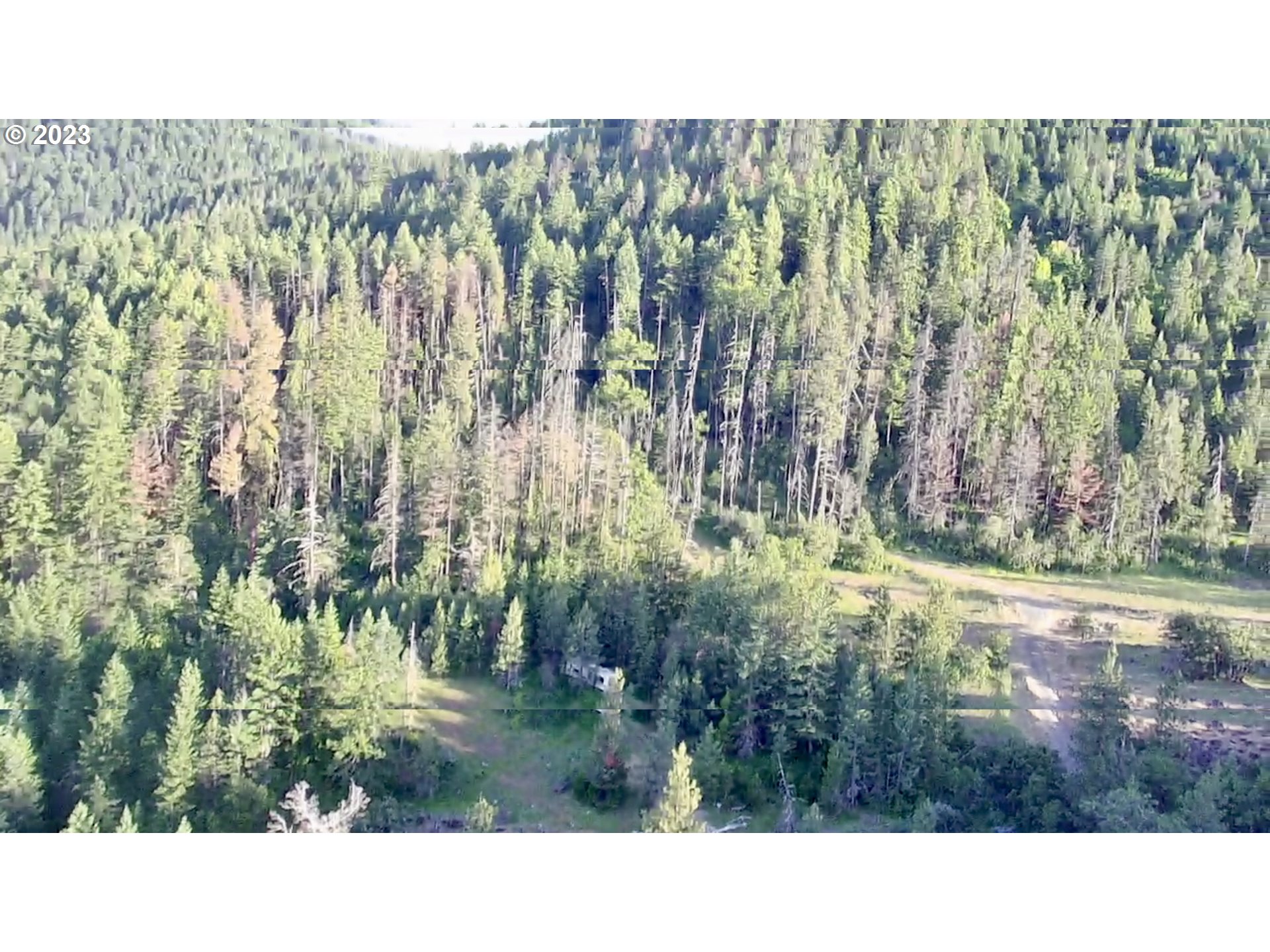 a black and white photo of a forest