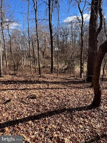a view of a yard with large trees
