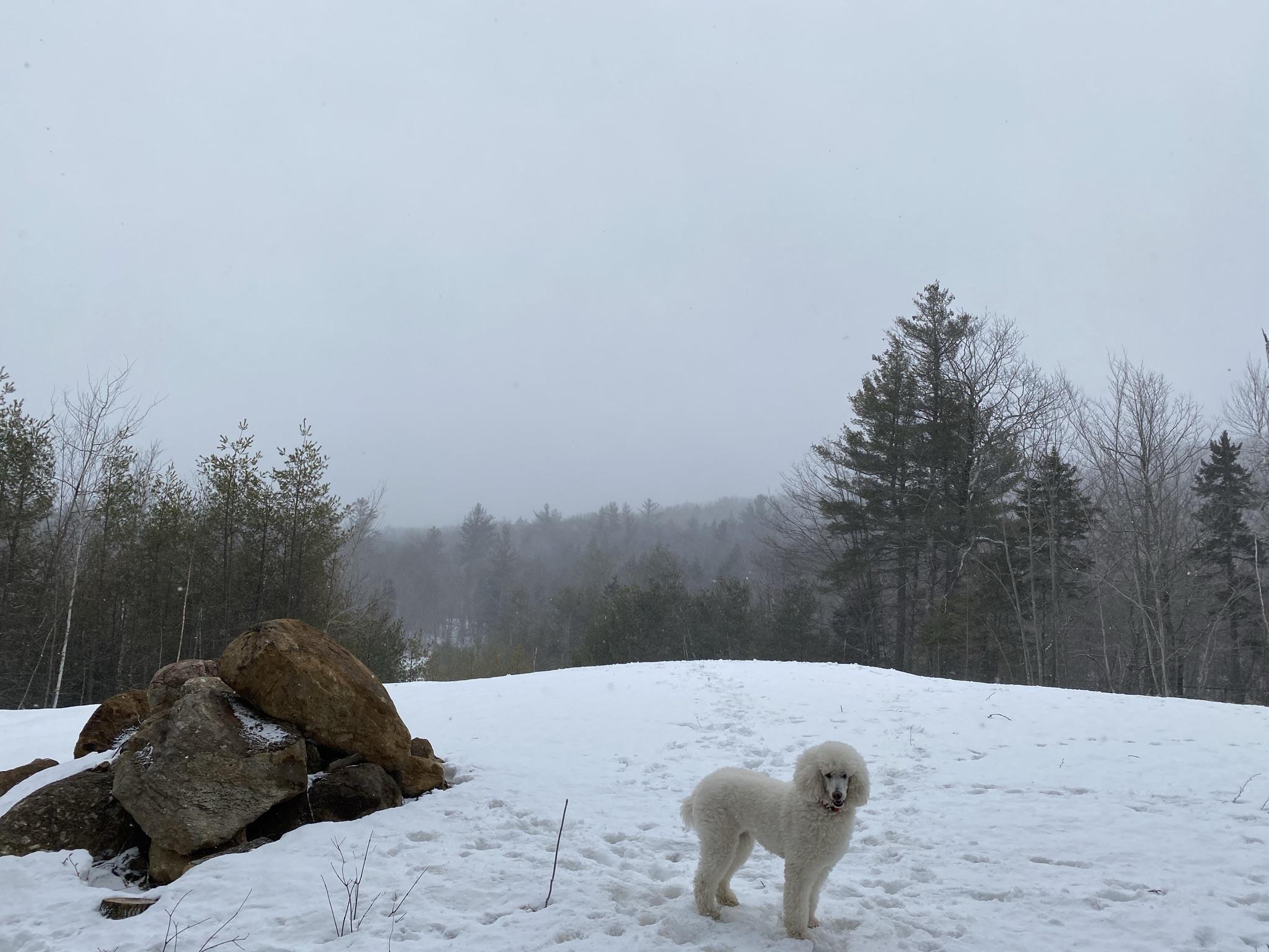 1087 Valley Road Washington, NH 03280 - Photo 6 of 14