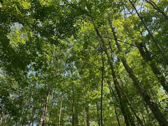 $34,900 | Lot 7 Secluded Trail, Hayward, WI 54843