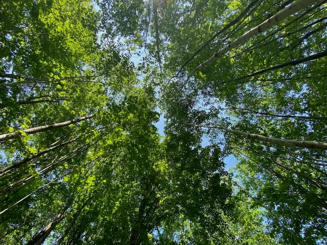 $34,900 | Lot 7 Secluded Trail, Hayward, WI 54843