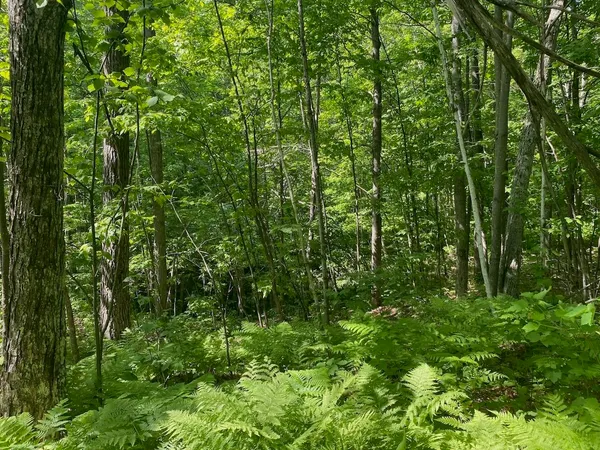 $34,900 | Lot 7 Secluded Trail, Hayward, WI 54843