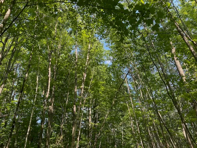 $34,900 | Lot 7 Secluded Trail, Hayward, WI 54843