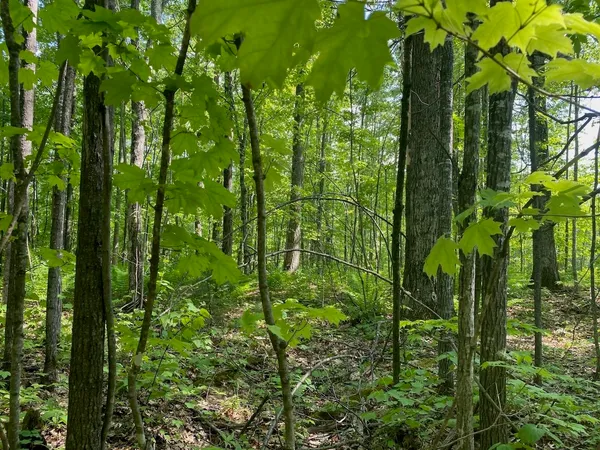 $34,900 | Lot 7 Secluded Trail, Hayward, WI 54843