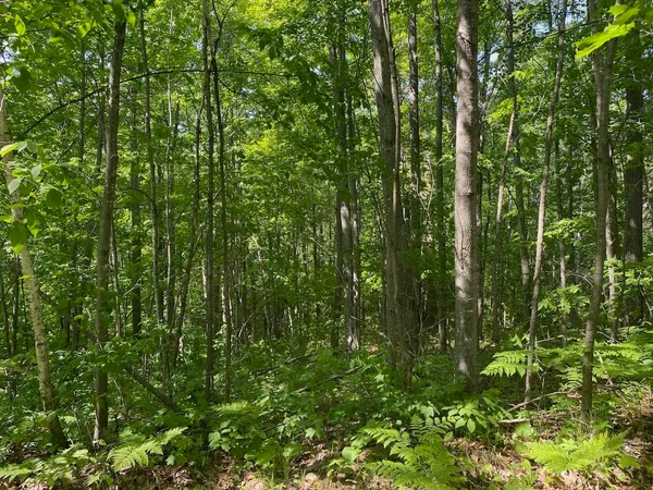 $34,900 | Lot 7 Secluded Trail, Hayward, WI 54843