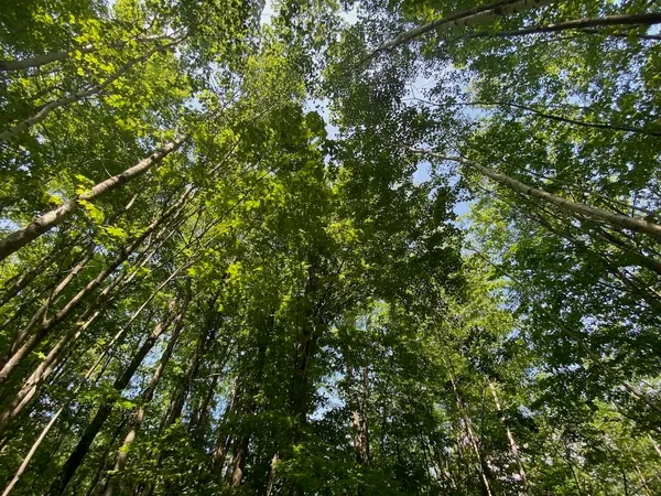 $34,900 | Lot 7 Secluded Trail, Hayward, WI 54843