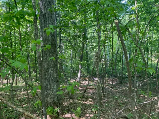 $34,900 | Lot 7 Secluded Trail, Hayward, WI 54843