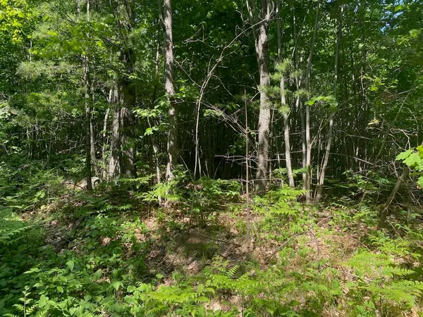 $34,900 | Lot 7 Secluded Trail, Hayward, WI 54843