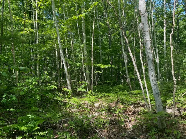 $34,900 | Lot 7 Secluded Trail, Hayward, WI 54843