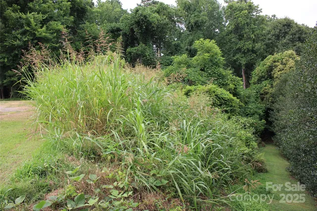 a view of a lush green forest