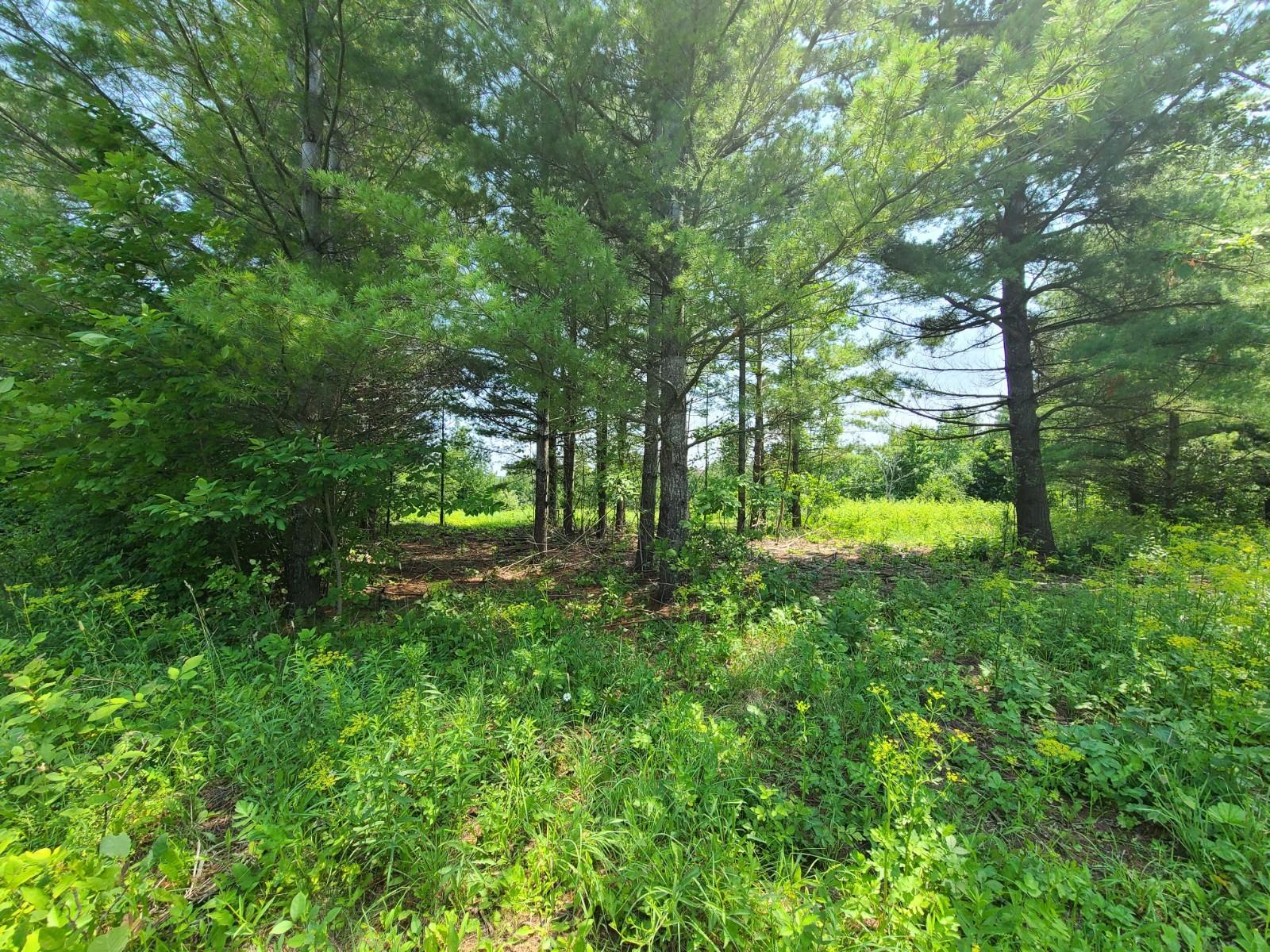Lot # Rivers Ridge Court Cheboygan, MI 49721 - Photo 5 of 13 Gallery Image 5