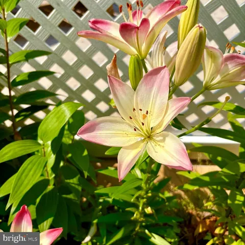 $799,900 | 2316 Bauernschmidt Drive, Essex, MD 21221