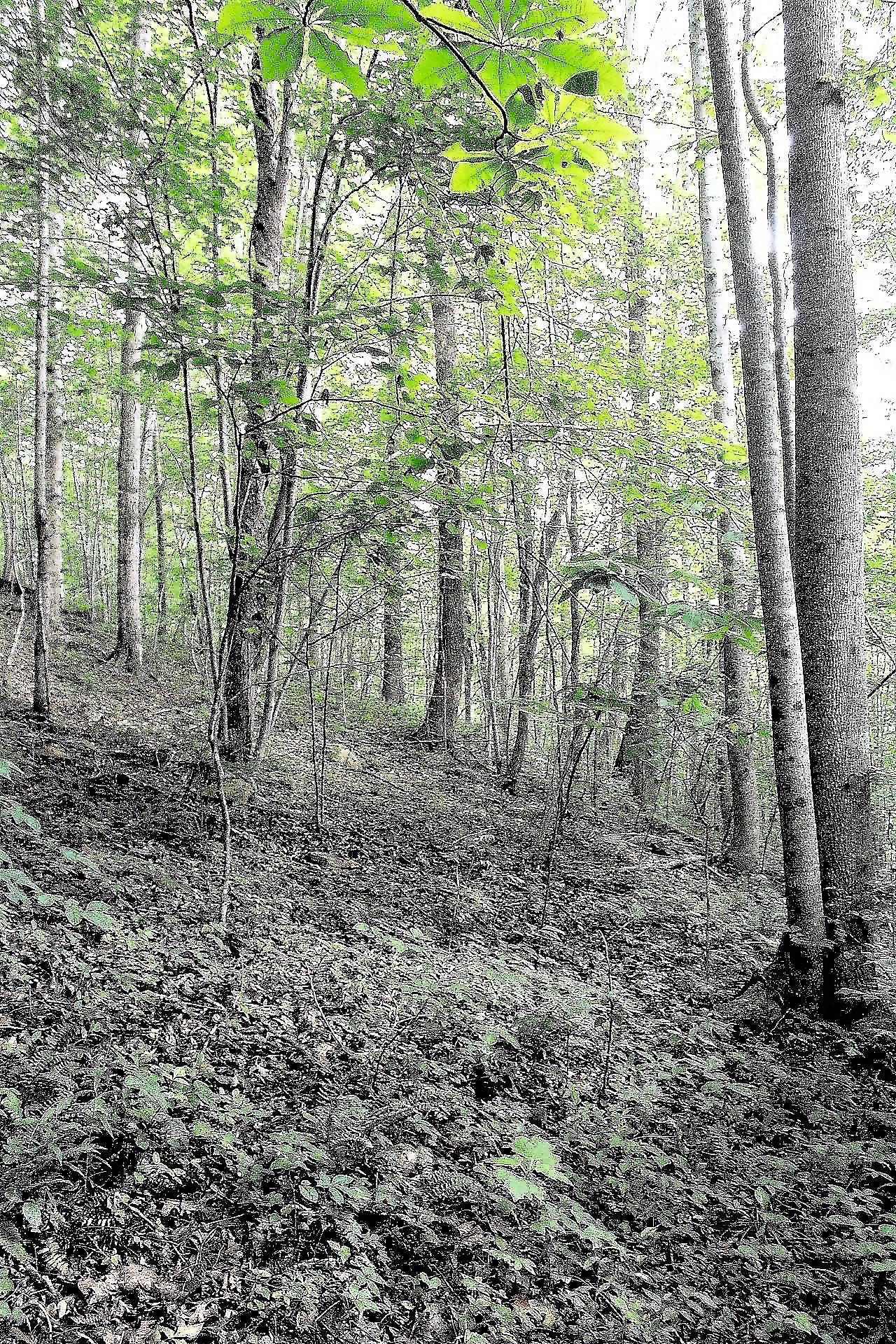 Old Mill Creek Road Monterey, TN 38574 - Photo 11 of 21 11