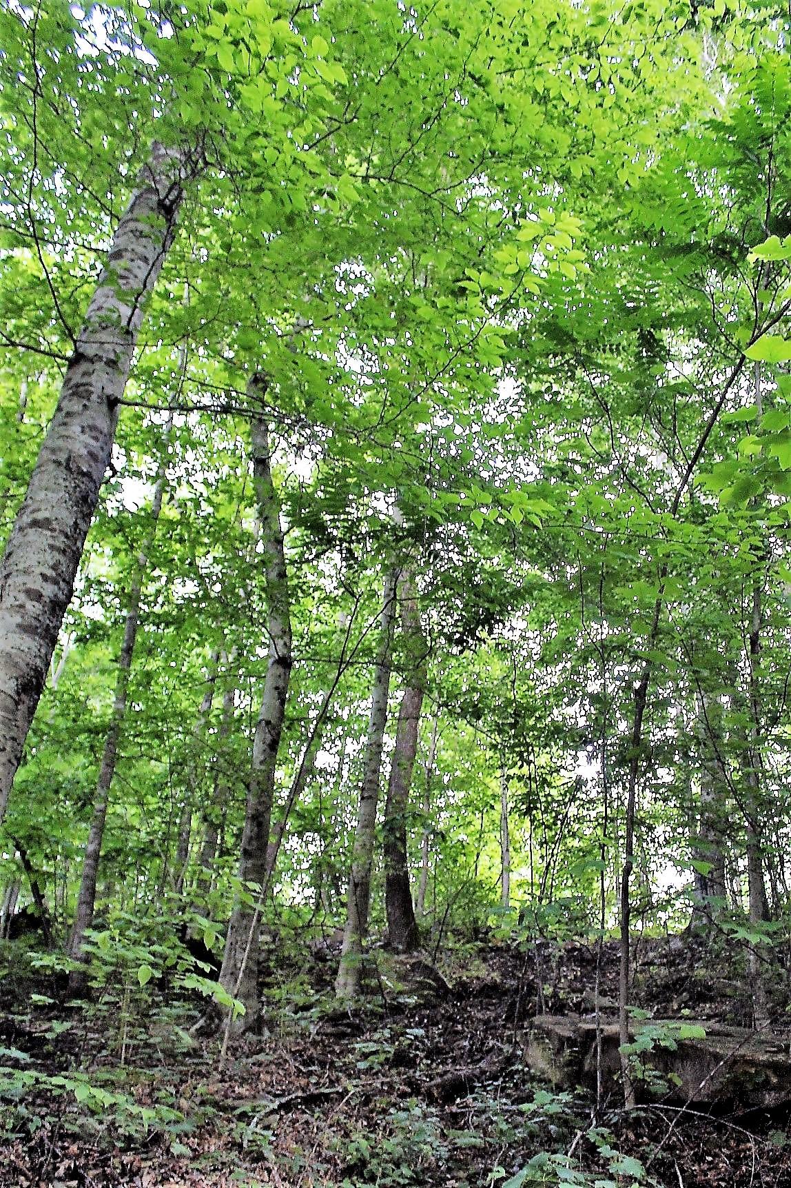 Old Mill Creek Road Monterey, TN 38574 - Photo 14 of 21 14
