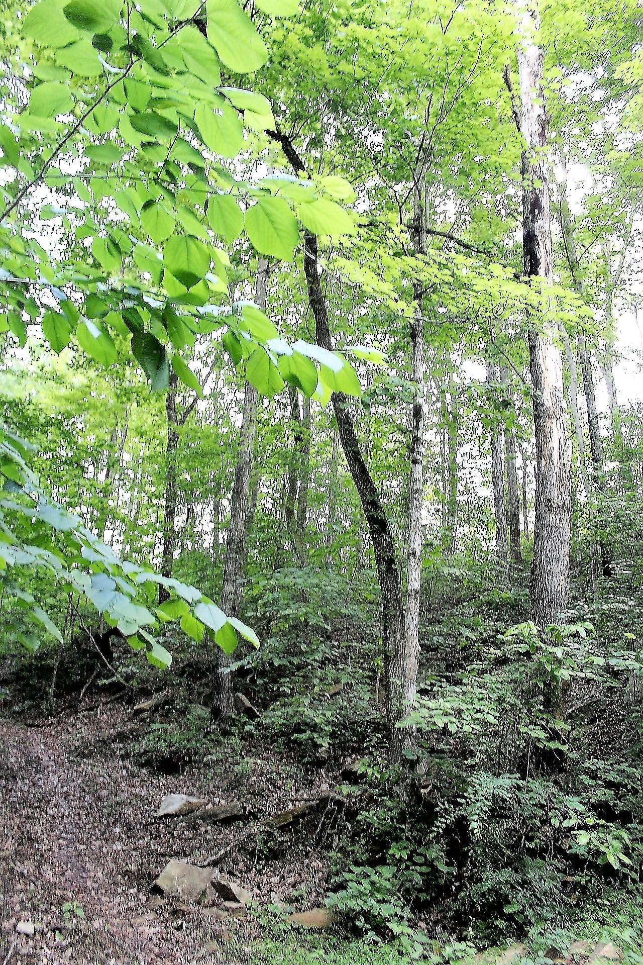 Old Mill Creek Road Monterey, TN 38574 - Photo 16 of 21 16