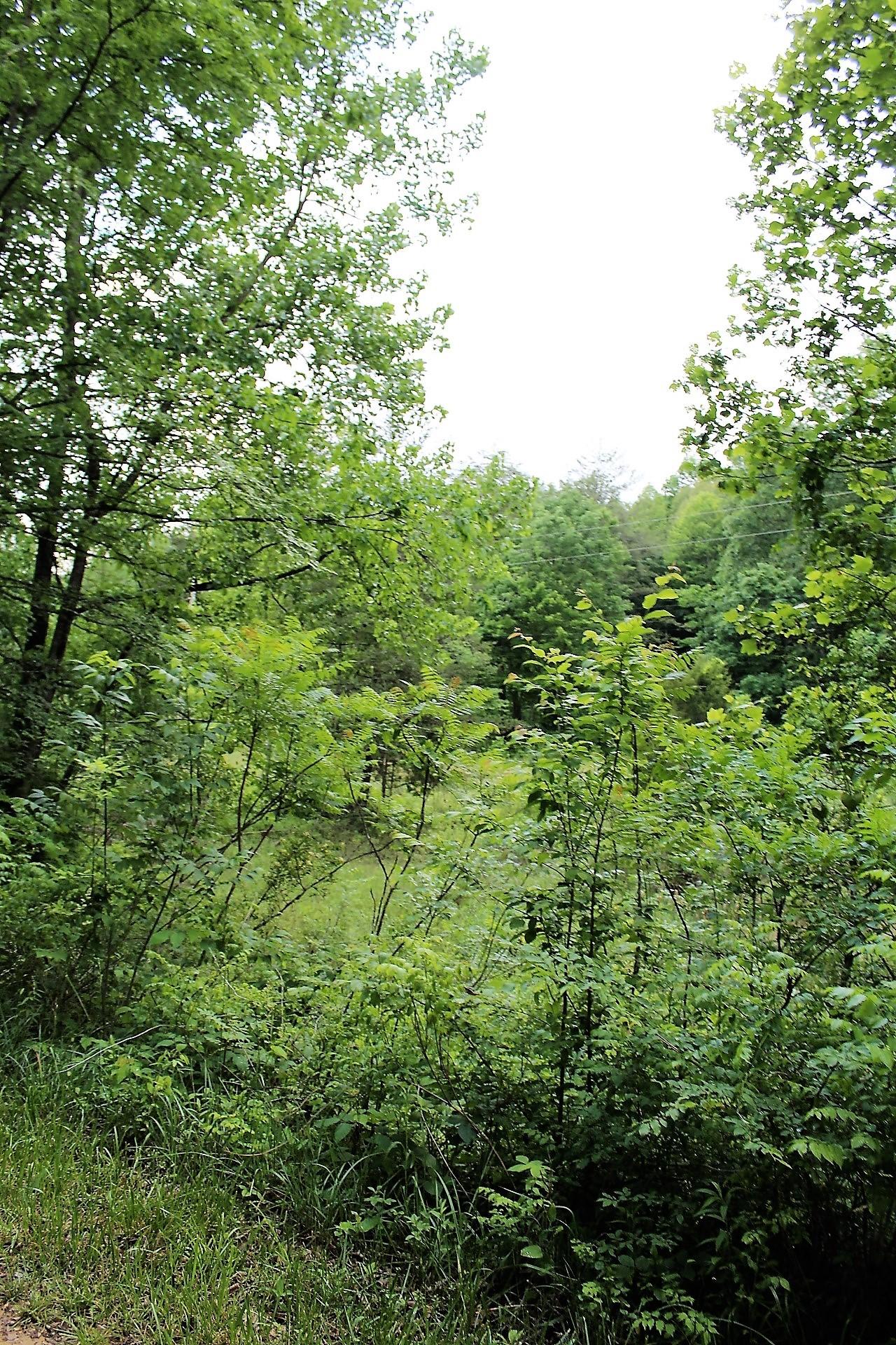 Old Mill Creek Road Monterey, TN 38574 - Photo 17 of 21 17