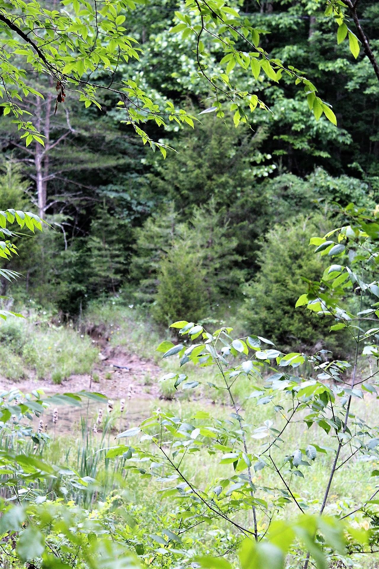 Old Mill Creek Road Monterey, TN 38574 - Photo 18 of 21 18