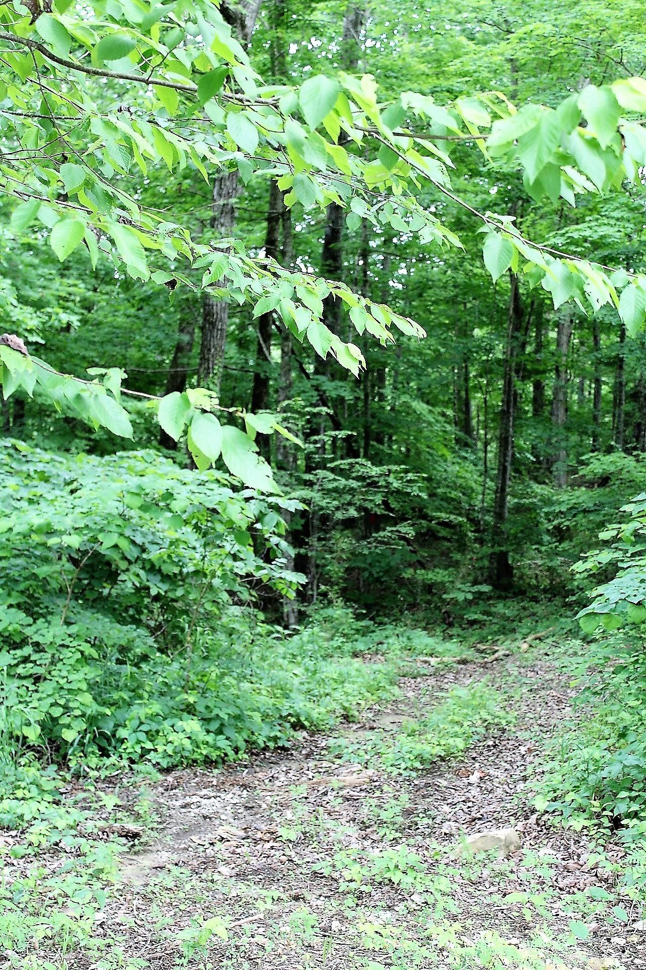 Old Mill Creek Road Monterey, TN 38574 - Photo 5 of 21 5